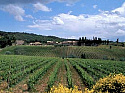 Винодельня/Виноградник в Сиене (Тоскана / Италия)