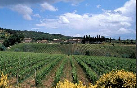 Винодельня/Виноградник в Сиене (Тоскана / Италия)