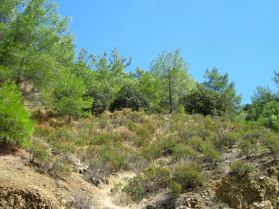 Земельный участок в Троодосе (Лимассол / Кипр)