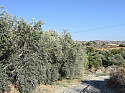 Земельный участок в Пафосе (Пафос / Кипр)